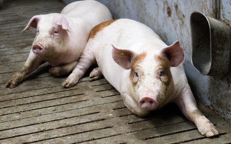 L&F efter møde med styrelse: Ingen aktuelle restriktioner på eksport af grise