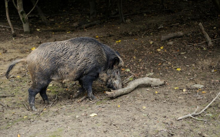Yderlige fem tilfælde af afrikansk svinepest fundet i Tyskland