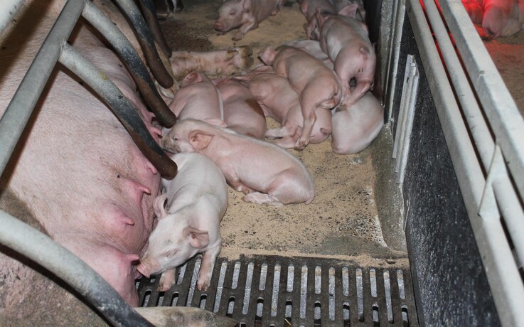 Tönnies maner til besindighed efter fund af svinepest
