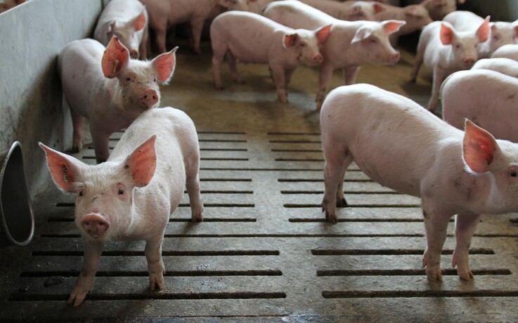 Bregentveds svineproduktion får hidtil bedste resultat
