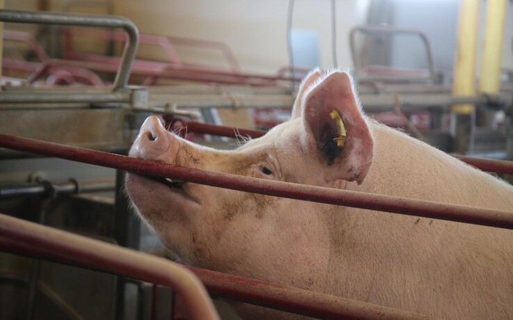 Slagtningen af 160.000 svin bliver udsat til uge 40