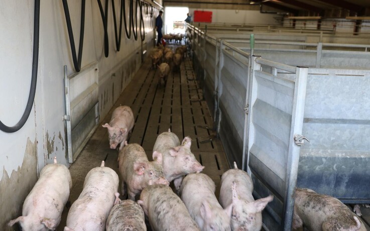 Svineproducenter kritiserer DC og Tican for at melde pas overfor slagtesituationen