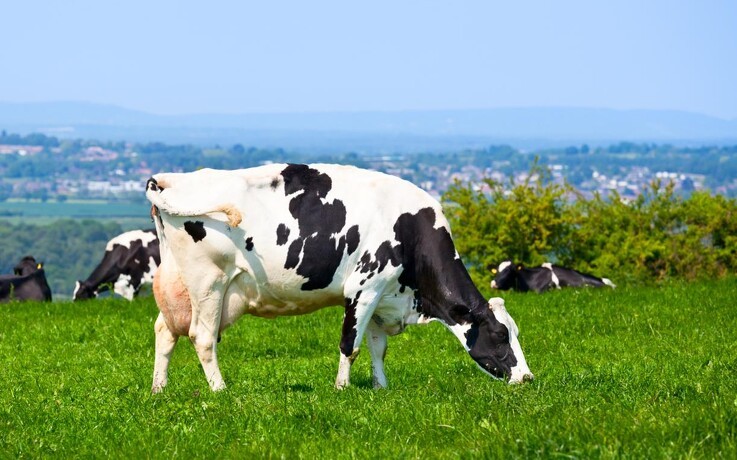 Rådgivere: Hold køerne inde lidt endnu - ellers taber du græsset