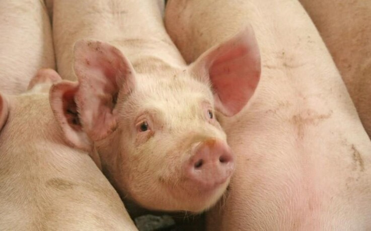Canadas svineproducenter råber på hjælp