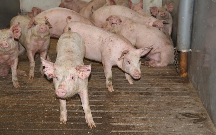 Markant fald i tyske svinepriser