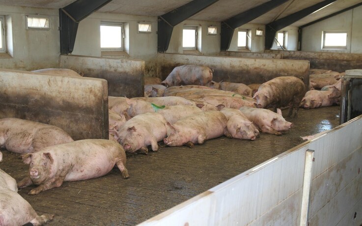 ASF Indien: 2.900 svin døde