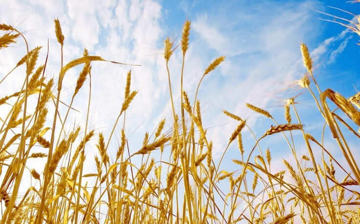 Jyske Markets: FAS nedjusterer EU's hvedeproduktion