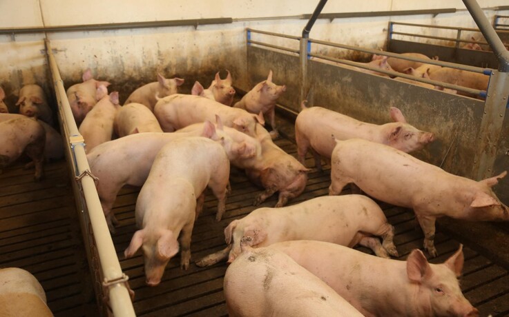 ASF fundet i en polsk besætning med 16.000 svin
