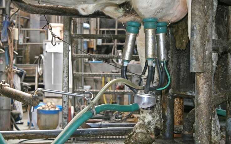 Ansat truede med at sabotere mælkeproduktion: Overmedicinerede ko