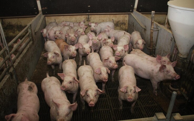 Bæredygtig-2050 vision på vej for dansk svineproduktion