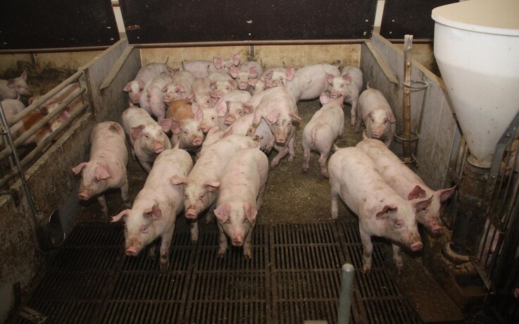 Svinerådgiver: Prisstigninger på sojaskrå forringer dit økonomiske udbytte af grisene