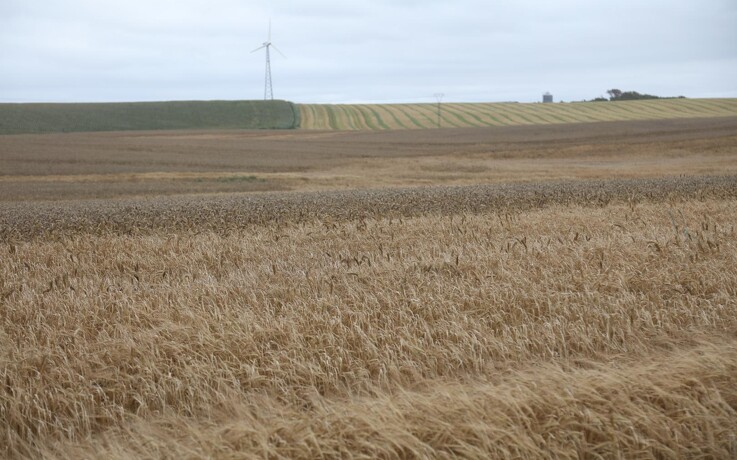 Jyske Markets: Kansas Wheat Tour indikerer lavere hvedeproduktion