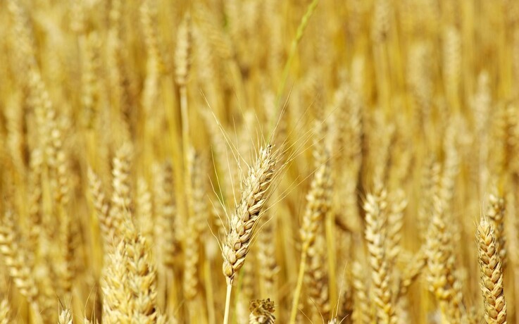 Jyske Markets: Udsigt til regn sætter hvedepriserne under pres