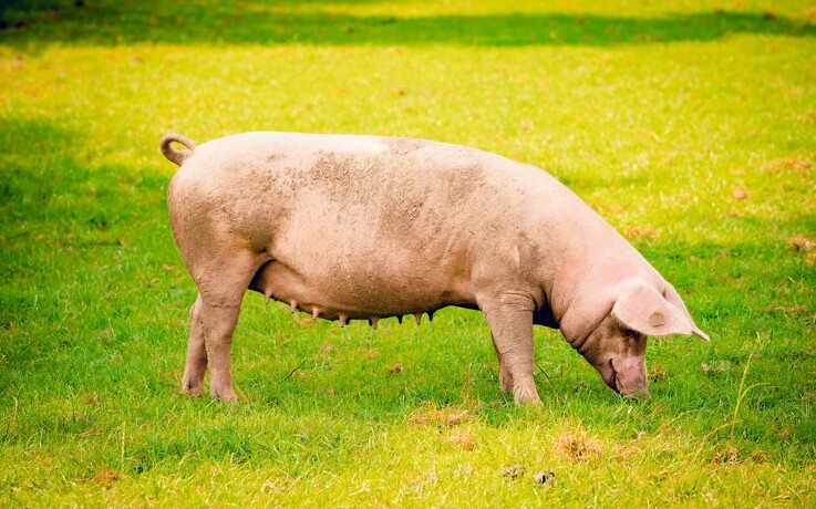 Udendørs grisebesætning meldt til kommune seks gange på et halvt år