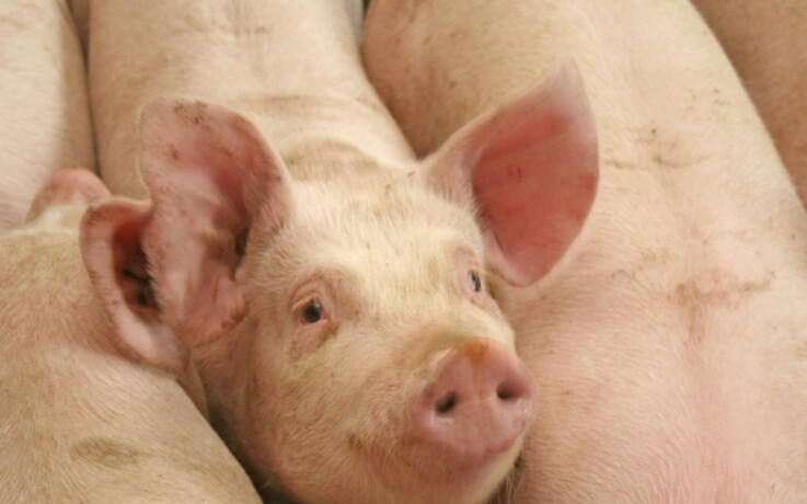 Danskere smuglede svinesæd til Australien