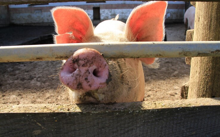 Kina mere end fordobler importen af svinekød