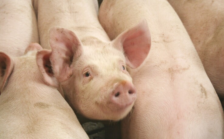 Kontrolkampagner målrettet svinebesætninger