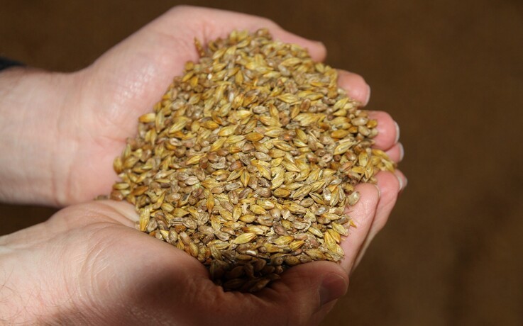 Optimal fodring kræver flere kornprøver efter lang høst