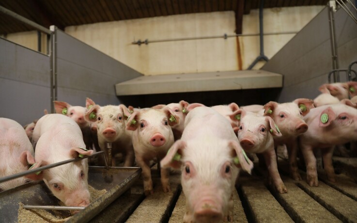 Stigende svinepriser forbedrer bytteforhold