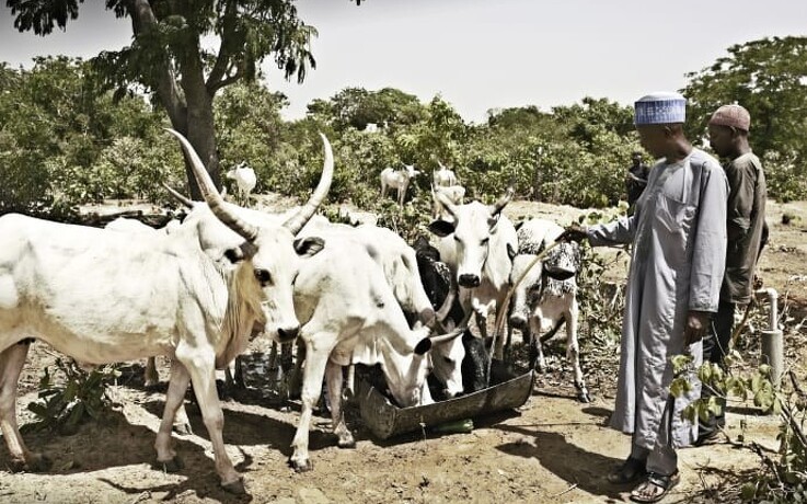 Partnerskab skal styrke mejerisektor i Nigeria
