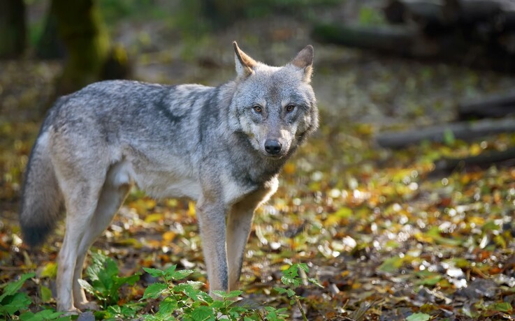 Fem voksne ulve i Danmark