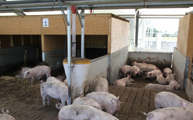 Greenpeace i aktion på dansk svinebrug