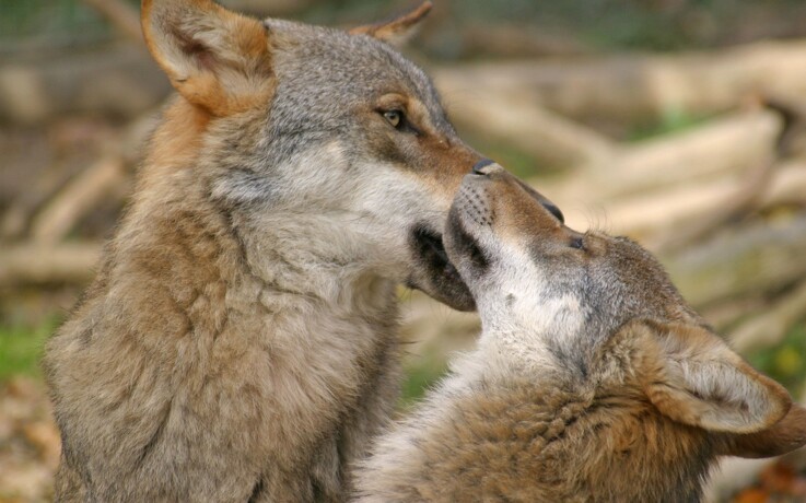 - Dyreholdere bør ikke stå alene mod ulven