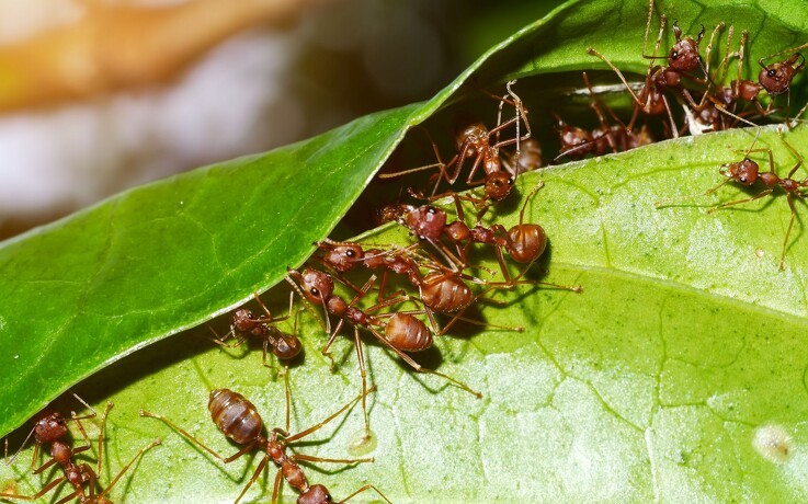 Myrer som mulige plantebeskyttere