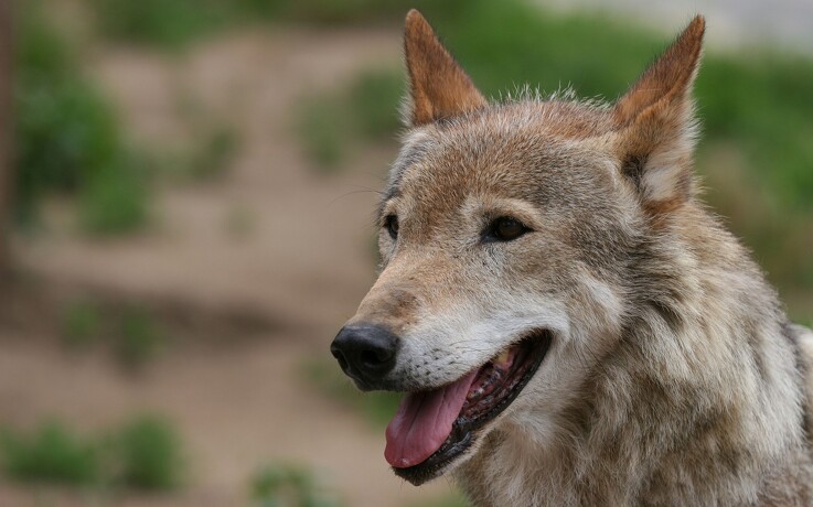 100 procent dækning af ulvehegn