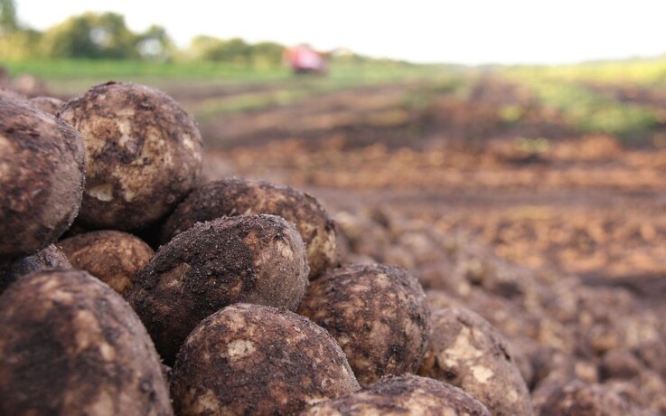 Forskere vil udvikle den svampefri kartoffel