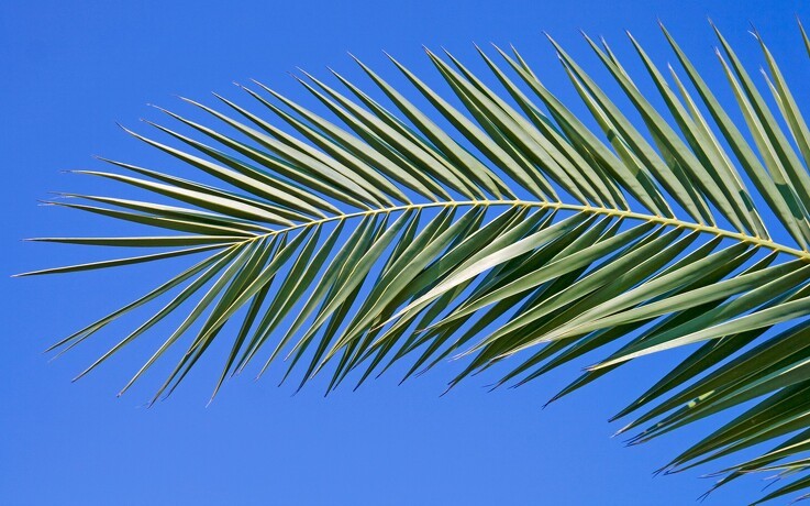 Jyske Markets: Palmeolien tenderer højeste niveau I 19 måneder