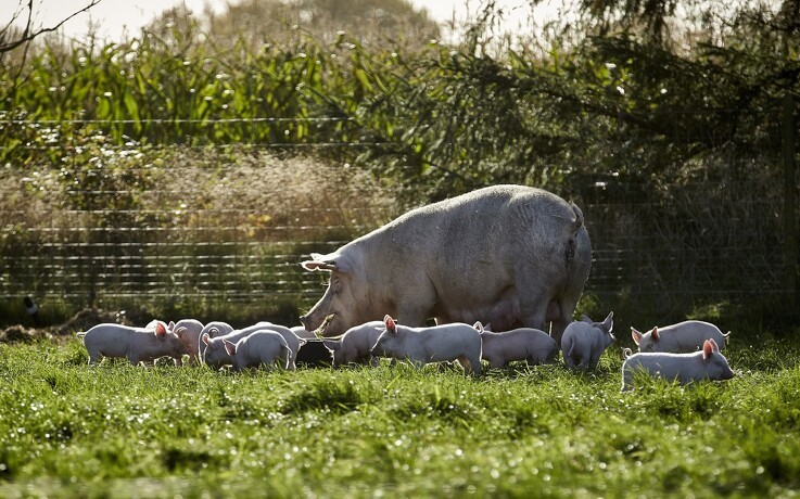 Vejen er banet for eksport af økologisk grisekød til USA