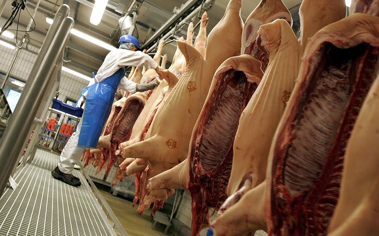 Manglende Kinaeksport koster svenske svineproducenter 300 millioner
