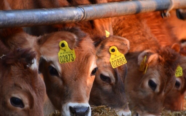 Kalveproducenter vil rette op på klimasynderen over dem alle
