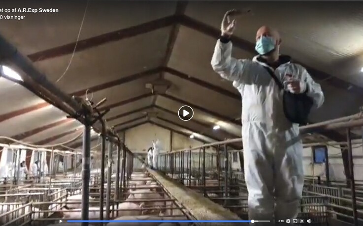 20 aktivister trængte ind i grisestald