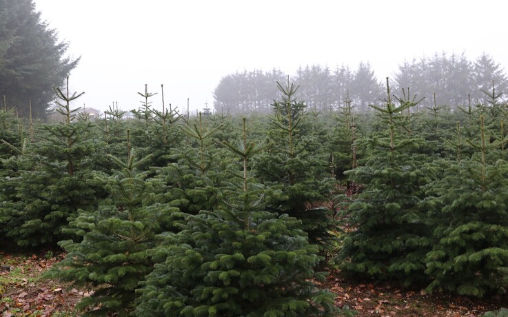Åbent Landbrug pynter op med juletræer