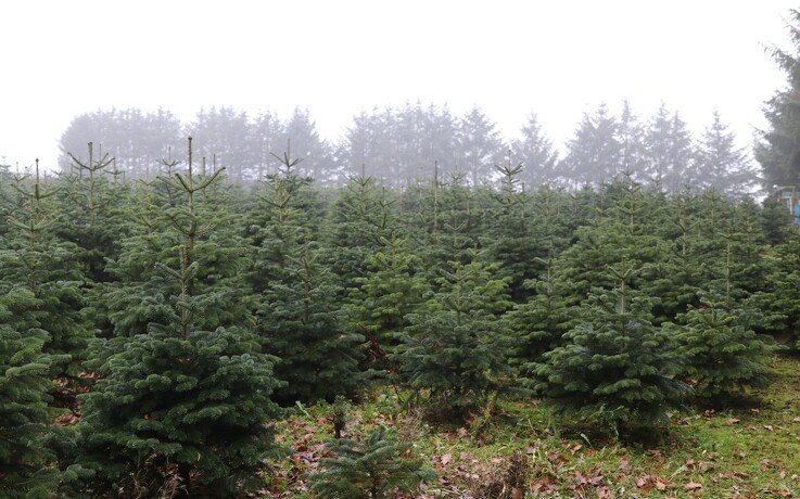 Forening: Juletræer pynter på CO2 regnskabet