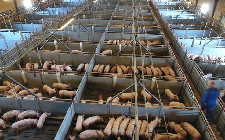 Stærk stigende import af svinekød i november i Kina
