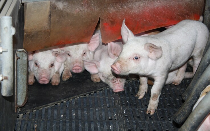 Årsmøde for svineproducenter