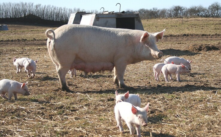 Nævn har afvist klager over svinefarm