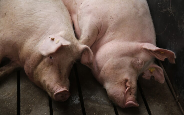 Klimaaftrykket på dansk svinekød fortsætter ned