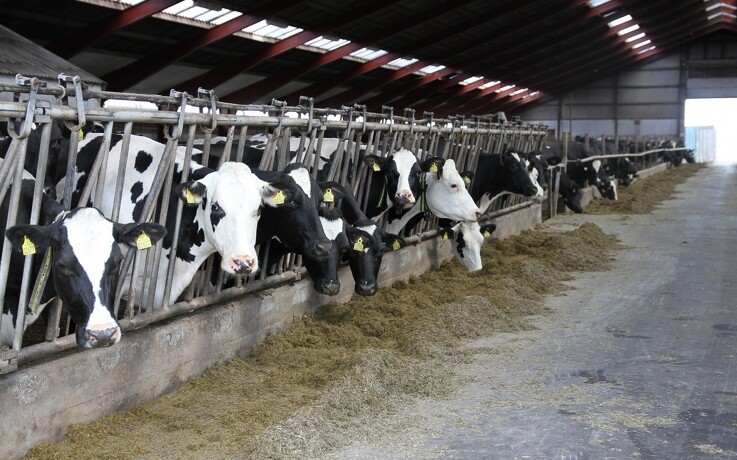 Seges: Mælkeproducenten skal tjene mere på mælkekvalitet