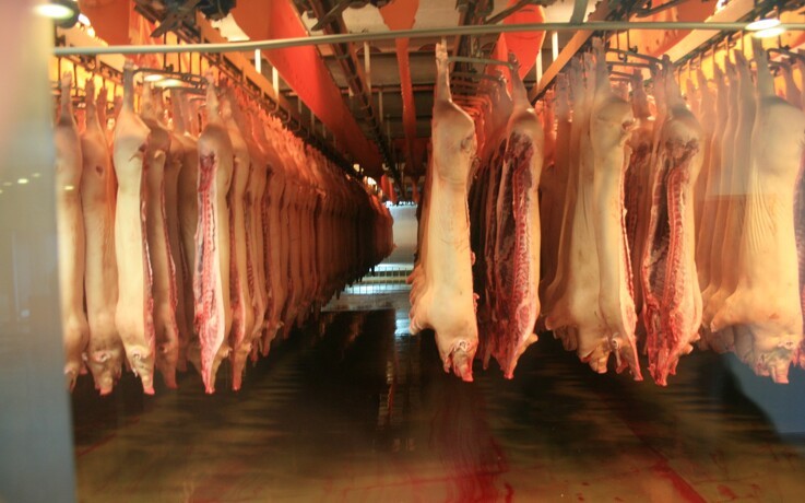 Danish Crown 15-dobler eksporten af svinekød til Kina