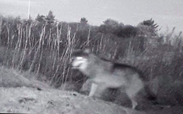 Mulig ulv i Nordjylland