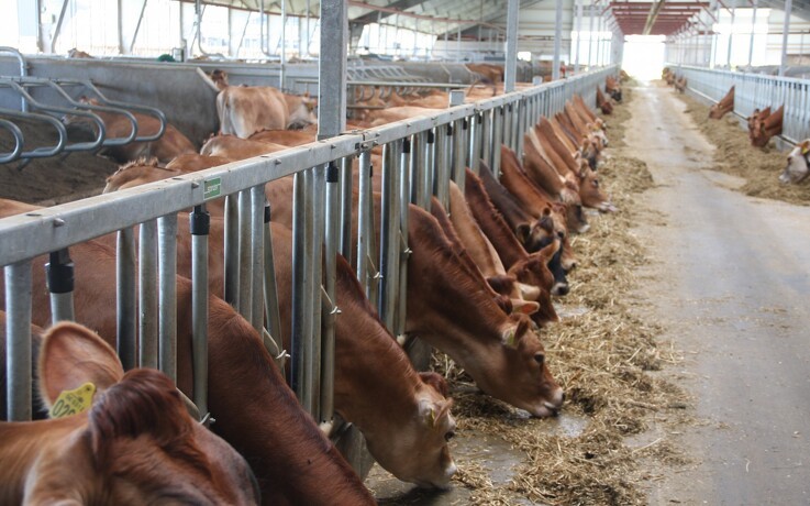 Køer er ikke sarte overfor stivelsesindhold i foder