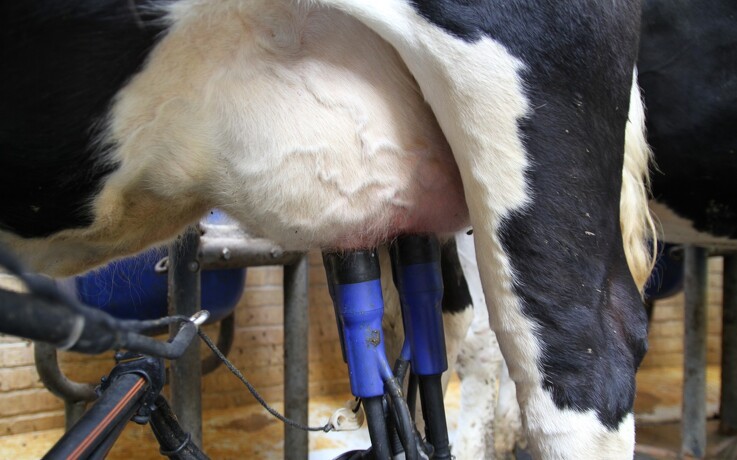 Arla taber terræn til hollandsk mejerikonkurrent