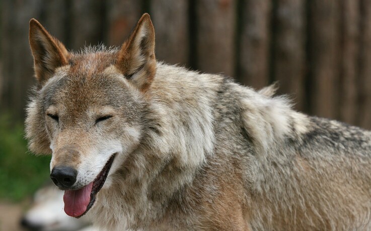 12 ulve opholdt sig i landet i slutningen af 2019