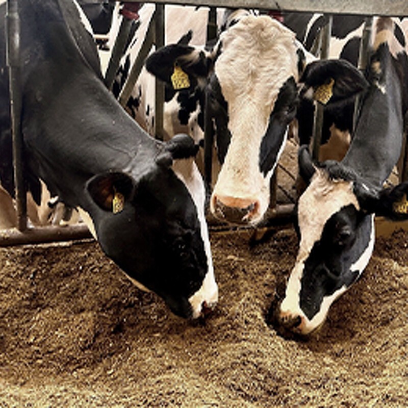 Risiko for toksiner i køernes foder skal tages alvorligt