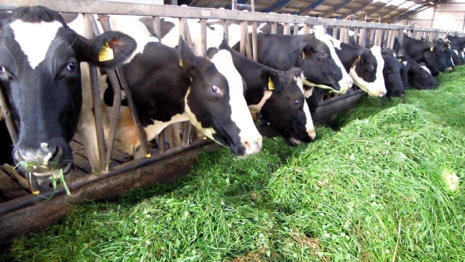 Video: Hvis dine køer kunne vælge frit