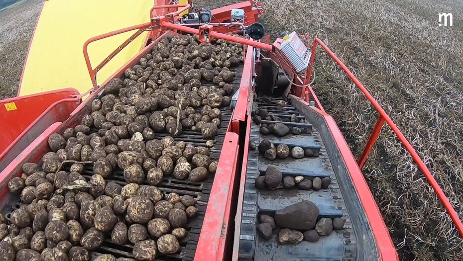 Video: Kartoffelavl med den halve maskinpark